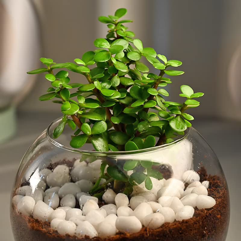 Jade Plant Terrarium In Glass Vase